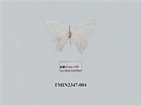 藏品(燕鉤蛾)的圖片